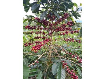 SE VENDE FINCA PRODUCTIVA DE CAFE 7 HECTAREAS EN QUINDIO GENOVA