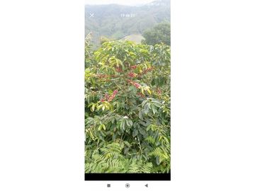 SE VENDE FINCA PRODUCTIVA DE CAFE 7 HECTAREAS EN QUINDIO GENOVA