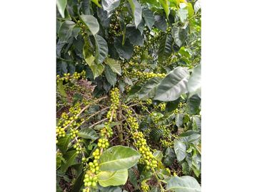 SE VENDE FINCA PRODUCTIVA DE CAFE 7 HECTAREAS EN QUINDIO GENOVA
