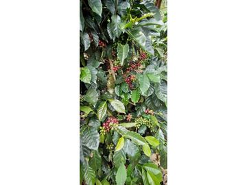 SE VENDE FINCA PRODUCTIVA DE CAFE 7 HECTAREAS EN QUINDIO GENOVA