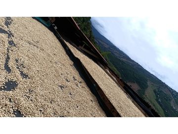 SE VENDE FINCA PRODUCTIVA DE CAFE 7 HECTAREAS EN QUINDIO GENOVA