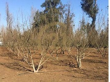 VENTA PARCELA AGRORESIDENCIAL CHILLÁN, SAN NICOLÁS