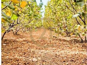 VENTA PARCELA AGRORESIDENCIAL CHILLÁN, SAN NICOLÁS