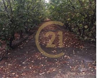 VENTA PARCELA AGRORESIDENCIAL CHILLÁN, SAN NICOLÁS