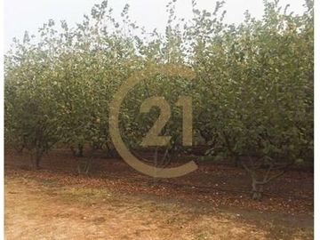 VENTA PARCELA AGRORESIDENCIAL CHILLÁN, SAN NICOLÁS