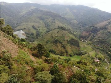 Se Vende Finca cafetera en Pijao Quindio