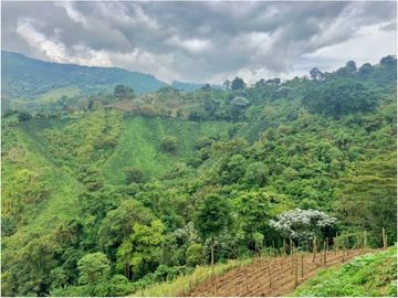 Se Vende Finca cafetera en Pijao Quindio