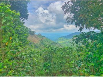 Se Vende Finca cafetera en Pijao Quindio