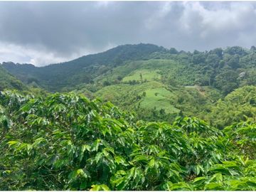 Se Vende Finca cafetera en Pijao Quindio