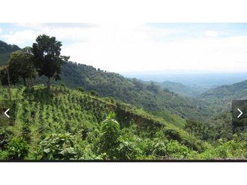 Se Vende Finca cafetera en Pijao Quindio