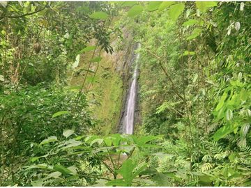 Se Vende Finca cafetera en Pijao Quindio