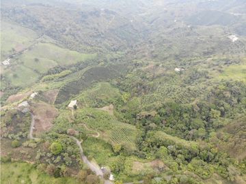 Se Vende Finca cafetera en Pijao Quindio