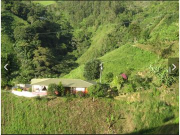 Se Vende Finca cafetera en Pijao Quindio