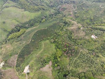 Se Vende Finca cafetera en Pijao Quindio