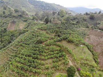 Se Vende Finca cafetera en Pijao Quindio