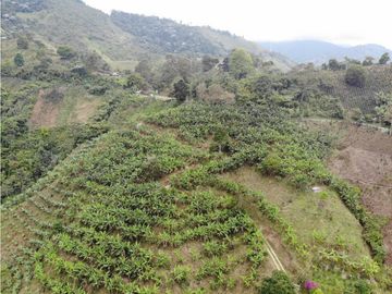 Se Vende Finca cafetera en Pijao Quindio