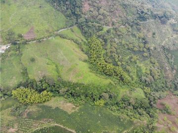 Se Vende Finca cafetera en Pijao Quindio