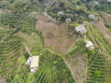 Se Vende Finca cafetera en Pijao Quindio