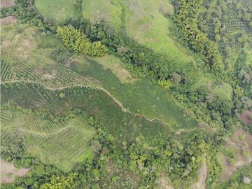 Se Vende Finca cafetera en Pijao Quindio