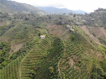 Se Vende Finca cafetera en Pijao Quindio