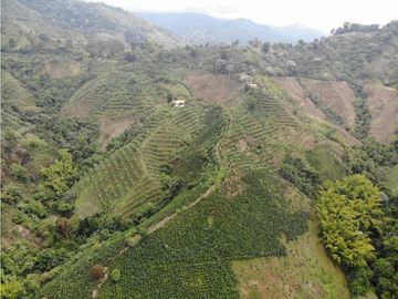 Se Vende Finca cafetera en Pijao Quindio