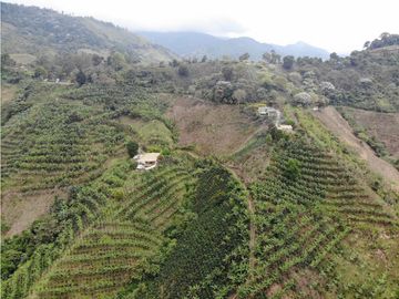 Se Vende Finca cafetera en Pijao Quindio
