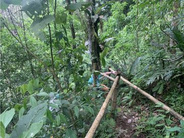 Se Vende Finca cafetera en Pijao Quindio