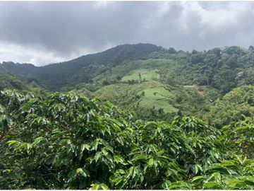 Se Vende Finca cafetera en Pijao Quindio