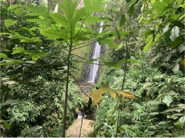 Se Vende Finca cafetera en Pijao Quindio