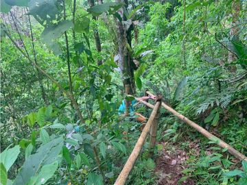 Se Vende Finca cafetera en Pijao Quindio
