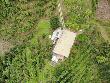 Se Vende Finca cafetera en Pijao Quindio