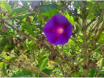 Se Vende Finca cafetera en Pijao Quindio