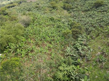 Se vende finca-lote cerca a Buenavista ideal para turismo o vivienda