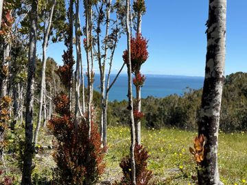 Parcela en venta en LOS MUERMOS