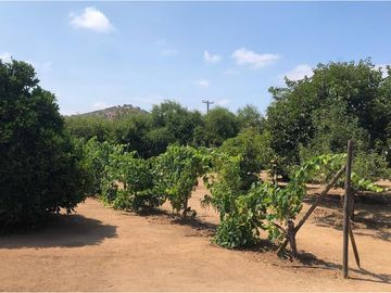 Parcela en Curacaví. 2 Casas. Árboles frutales.