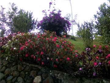 SE VENDE HERMOSA FINCA EN DAGUA PARCELACIÓN ASOFLORESTA GANGA!