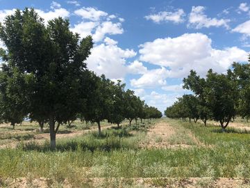 RANCHO EN VENTA EN PARRAS DE LA FUENTE