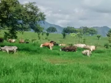 Rancho en Venta, Villaflores, Chiapas.