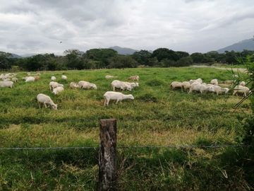 Rancho en Venta, Villaflores, Chiapas.