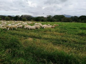 Rancho en Venta, Villaflores, Chiapas.