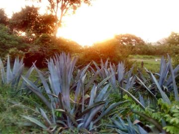 Rancho en Venta, Villaflores, Chiapas.