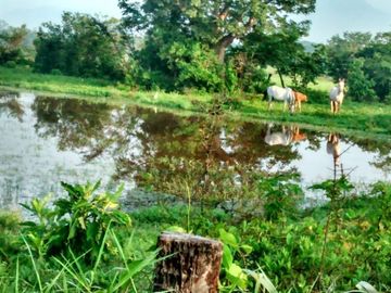 Rancho en Venta, Villaflores, Chiapas.