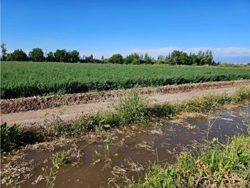 VENTA FINCA 20 HECTAREAS APTO PISTACHOS ALTOS DEL OLVIDO MENDOZA