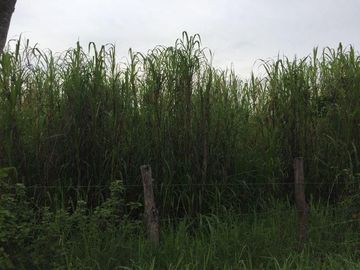 RANCHO EN VENTA VILLA HIDALGO  VILLAFLORES