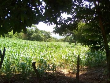 Rancho en Venta Cuauhtémoc Mpio. Villaflores, Chiapas