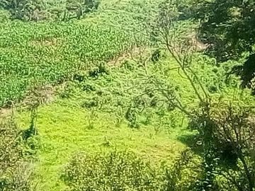 Rancho en Venta Cuauhtémoc Mpio. Villaflores, Chiapas