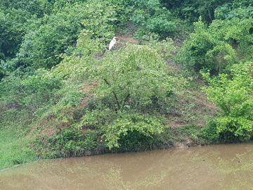 Rancho en Venta Cuauhtémoc Mpio. Villaflores, Chiapas