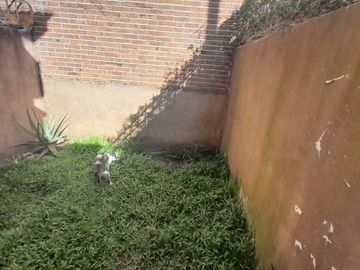 Triplex de 4 amb, con cochera y patio