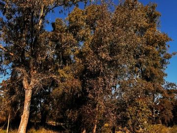 Venta Terreno / Lote de 1500 mts2, en Pinares Country Club