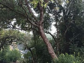 Parcela en Venta en Ruta Q-30, Camino La mona,Los Angeles VIII Region